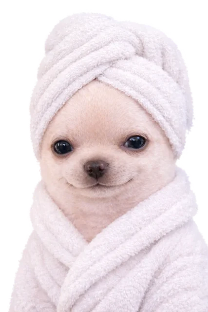 Perrito con bata y toalla en la cabeza, listo para descansar